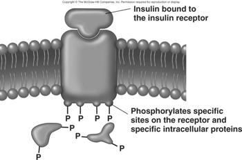 Receptors That Directly Alter the Activity of Intracellular Enzymes Hormones bind to membrane-bound receptors.