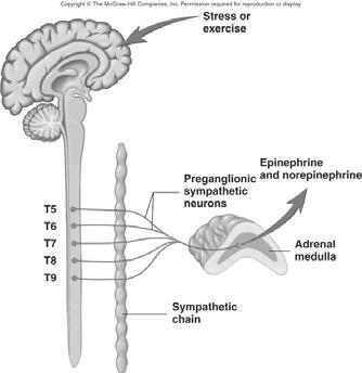 Nervous System Regulation Stimuli such as stress or exercise activate the sympathetic division of the autonomic nervous system Sympathetic neurons stimulate the release of epinephrine and