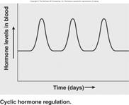 Progesterone inhibits the release of GnRH from the hypothalamus and LH from the