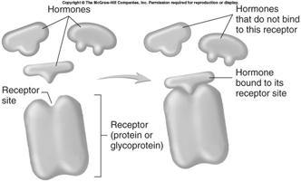 Interaction of Hormones with Their Target Tissues Portion of molecule where hormone binds is called binding site.