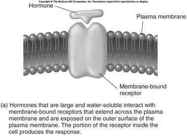 17-13 Membrane-Bound Receptors Receptor: integral proteins with receptor site at extracellular surface.