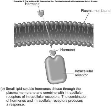 Intracellular Receptors Receptors: in the cytoplasm or in the nucleus Hormones Lipid soluble and relatively small molecules; pass