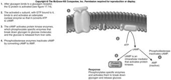 Activation of G Proteins (like a cascade) Membrane-bound receptors for glucagon are associated with G proteins in liver cells When glucagon binds to glucagon receptors, the a subunit of the G