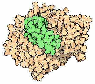 Acetylcholinesterase Enzyme which breaks down