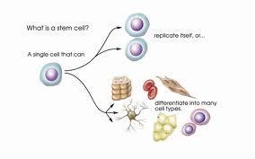 Stem Cells Unspecialized cells that can develop into
