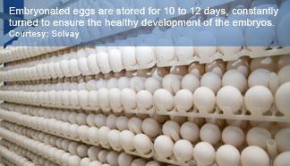 8 Egg-based
