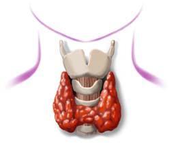 Functions: Thyroid Gland controls metabolism regulates tissue growth maintains blood