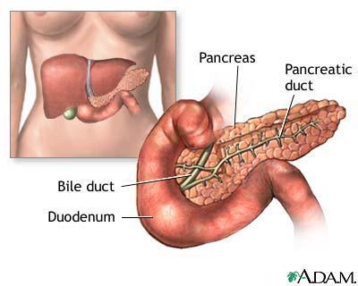 Functions: controls blood sugar Pancreas breaks down carbohydrates, proteins, and fats Secretions: insulin