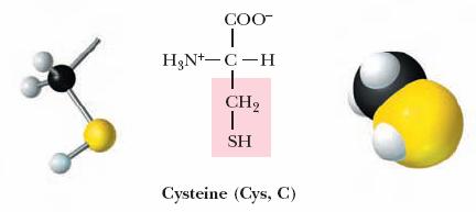 The polar, uncharged amino acids: Asparagine, Glutamine, Serine, Threonine, Cysteine and Tyrosine.