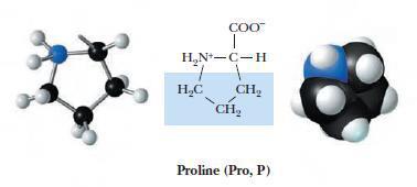 Proline contains imino group It is already a chain then it is wrapped to make another covalent bond between the branch and the amino group of the amino