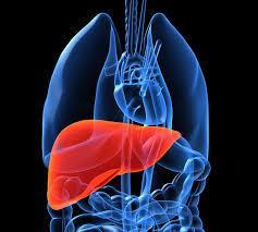 Liver and Excess Cortisol The liver can send excess cortisol to fat cells (when it decides not to detox) Liver also converts cortisol to cortisone Also can convert
