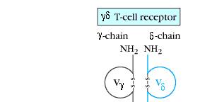 Chapter 9 The αβ TCR is similar in size and structure to an antibody Fab fragment T cell Receptor Kuby Figure 9-3 The αβ T cell receptor - Two chains - α and β - Two domains per chain - constant (C)