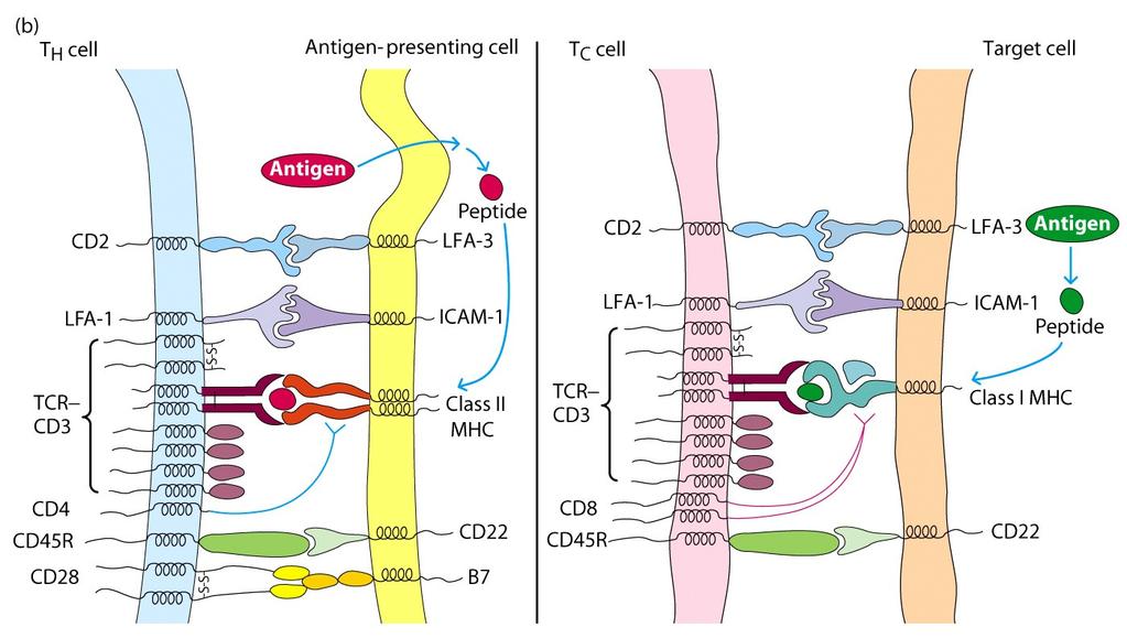 TRANSDUCTION * T cell APC Accessory Molecules Involved in Cell-Cell Interactions Cell Adhesion: T Cell CD(LFA-) LFA- Ligand on APC LFA-3 ICAM-, ICAM- LFA = Leukocyte