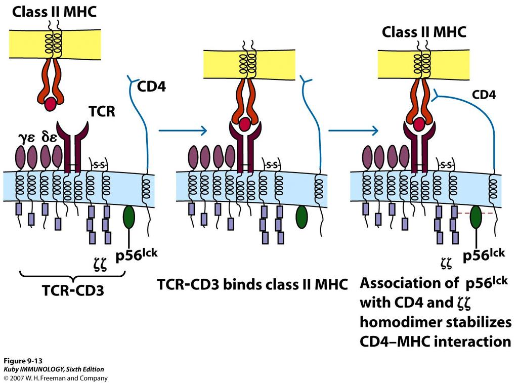 Interactions of Tc Cell and Target Cell CD8+ T cell LFA- TCR CD (LAF-) peptide CD8 Target cell ICAM- Class I MHC LFA-3 (CD58) T-cell Accessory molecules CD4 and CD8 are co-receptors because they