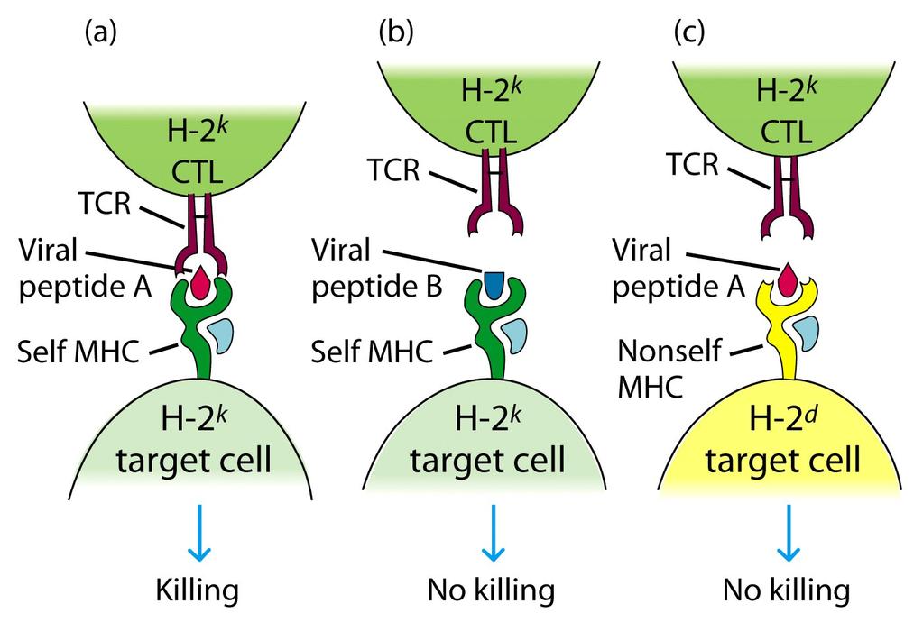 Self-MHC restriction of the T cell receptor (TCR) Self restriction- T cell can only be activated by a unique peptide associated with self-mhc.