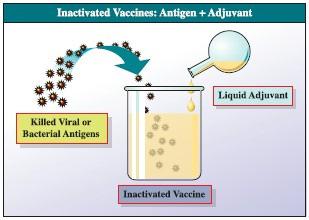 We use the term vaccine antigen when referring to the organism that will be used in the vaccine.