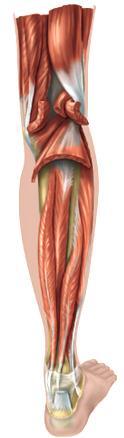 Lateral Compartment of the Leg Peroneus longus Peroneus brevis 2 muscles in this