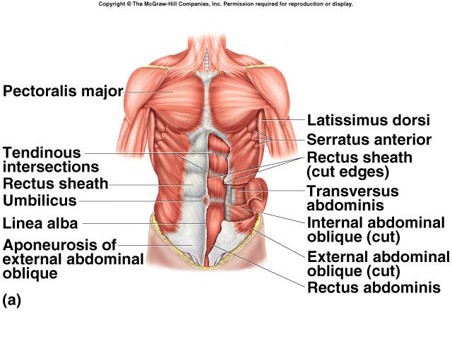 Naming Muscles By fiber arrangement Transverse Fascicles are perpendicular to the LMA Transverse abdominis