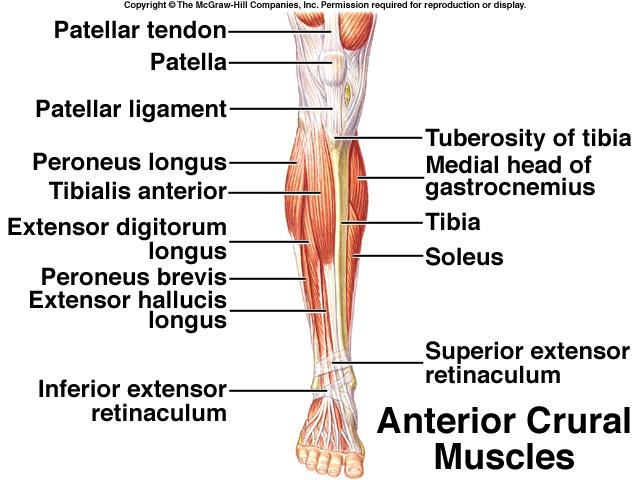 Naming Muscles By location Relative location Tibialis anterior Vastus lateralis