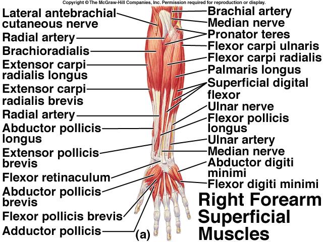 Naming Muscles By action flexor pollices longus (pollux