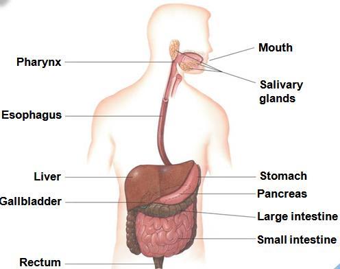 THE DIGESTIVE SYSTEM Function: to help convert food into simpler molecules that can be absorbed and used by