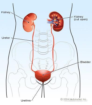 THE KIDNEYS Kidneys- eliminate wastes by filtering and cleaning the blood to produce urine.