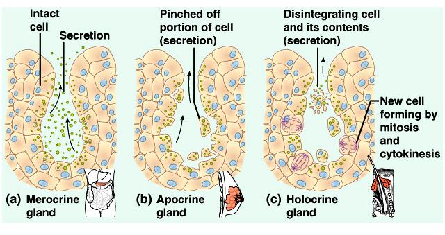 Types of Glandular Secretions Merocrine glands fluid product salivary glands pancreas sweat glands Apocrine glands cellular