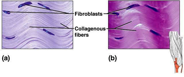 organs Dense connective tissue packed collagenous fibers elastic fibers