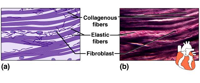 Connective Tissues Elastic connective tissue abundant in elastic fibers