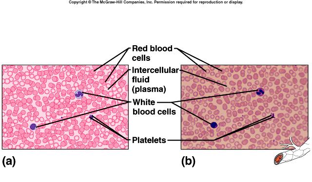 Connective Tissues Blood fluid matrix called plasma red blood cells white blood cells