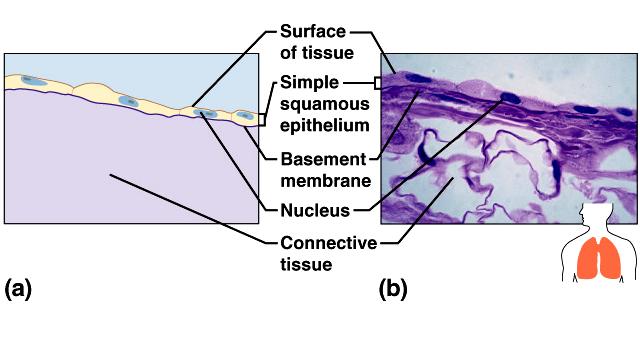 Epithelial Tissues Simple squamous single layer of flat cells