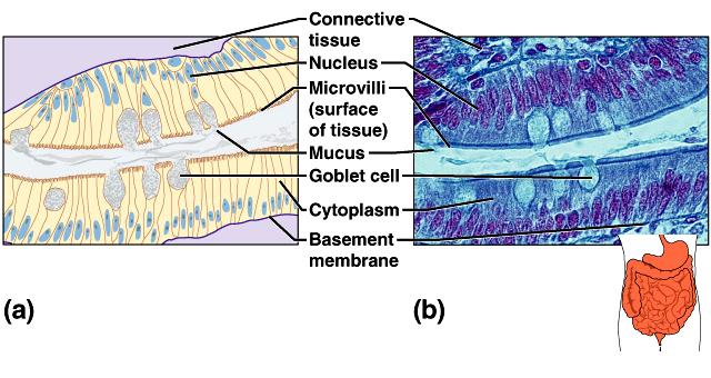 Epithelial Tissues Simple columnar single layer of elongated cells nuclei usually near the basement