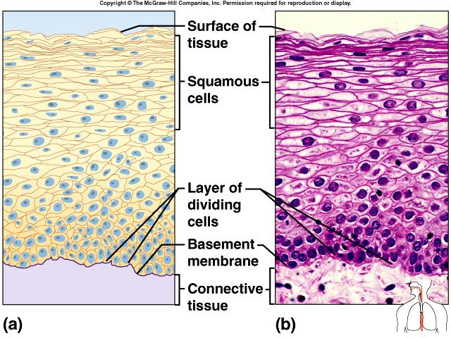 Epithelial Tissues Stratified squamous many cell layers top cells are