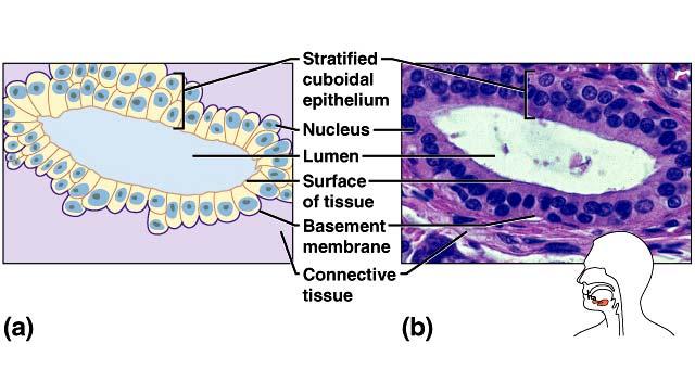 vagina, and anal canal Stratified cuboidal 2-3 layers cube-shaped cells