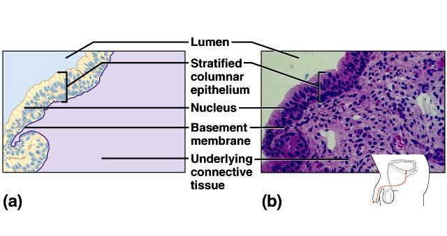 Epithelial Tissues Stratified columnar top layer of elongated
