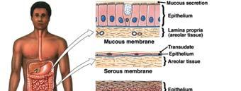 Epithelial Membranes Notice that each type of membrane is composed of TWO different types of tissues; epithelial and connective Figure from: Martini, Anatomy & Physiology, Prentice-Hall, 2001 28