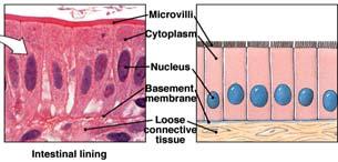 higher than other tissues 10 Characteristics of Epithelial Tissue Cellularity - Cells are bound closely together - Little intercellular material - May form sheets; cells usually slough off