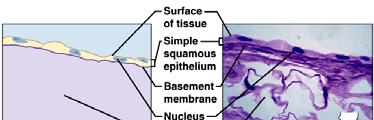 Basal Lamina Formerly called: Basement membrane Two components: Lamina Lucida - glycoproteins and fine protein filaments - Barrier for passage of substances from underlying tissue into epithelium