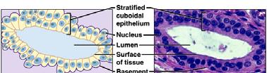 cube-shaped cells line ducts (rare) of mammary glands, sweat