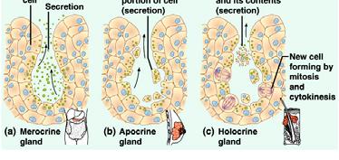 cells mammary glands ceruminous glands Holocrine glands secretory products whole cells sebaceous glands in hair follicles 26 Membranes A membrane is a combination of epithelium and connective tissue