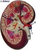 Stomach Duodenum Colon Kidney In vitro mammalian