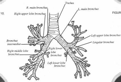 Normal Lung Anatomy Tracheobronchial Tree Normal lung at level