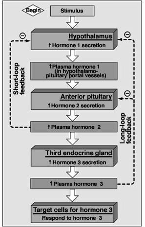 Hypothalamus Hormones Growth hormone Releasing Hormone (GHRH) stimulates secretion of GH Growth hormone Inhibiting Hormone (GHIH or somatostatin) inhibits the secretion of GH Thyrotropin Releasing