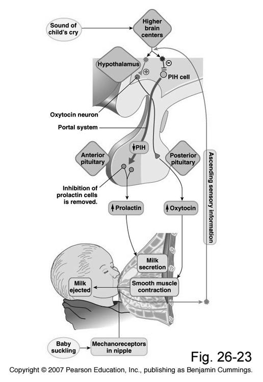 PROLACTIN (PRL) Suckling, child s cry results in stimulation of oxytocin release and inhibition of