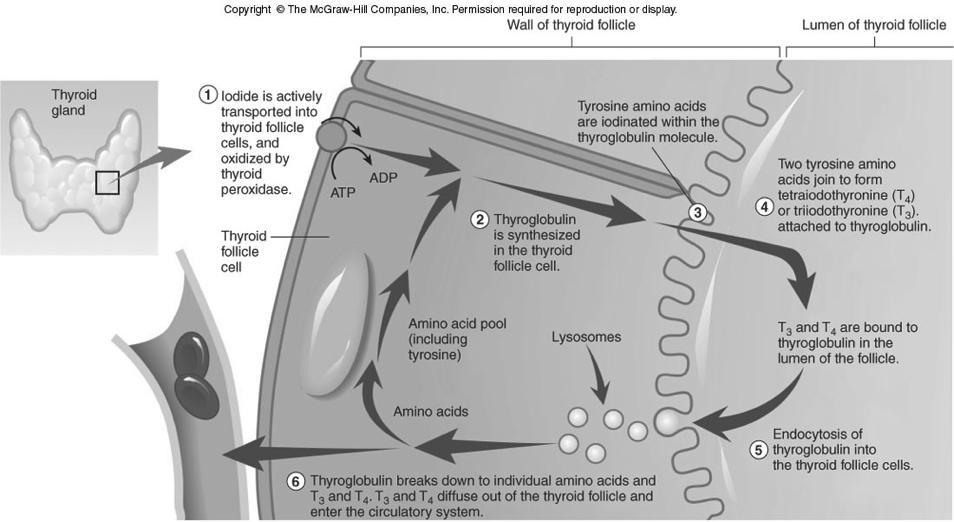Thyroid Hormones The thyroglobulin enters back into the follicular cells via endocytosis The vesicles fuse with lysosomes and the thyroglobulin is broken down, releasing T 3 and T 4.