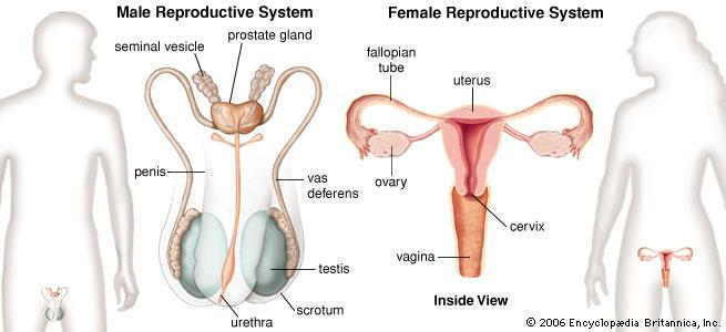 The Reproductive System: Male, Ch 23 Outline of class lecture After studying the male reproductive system you should be able to: 1.