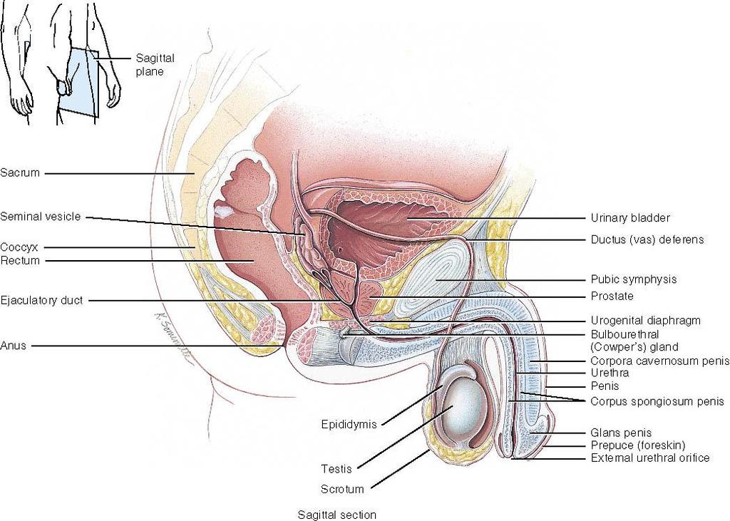 2 Scrotum Functions: Musculature contractions help regulate temperature of testes.