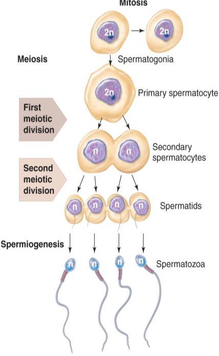 Spermatogenic cells: Spermatogenesis Spermatogenesis: Spermatogonia: Stem cells; Diploid (2n=46 chromosomes) cells located in the outermost region of the seminiferous epithelium.