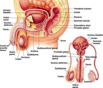Reproductive Ducts in Males Functions to transport sperm from the body. Ducts system includes the: Seminiferous tubules Epididymus Ductus deferens Urethra.