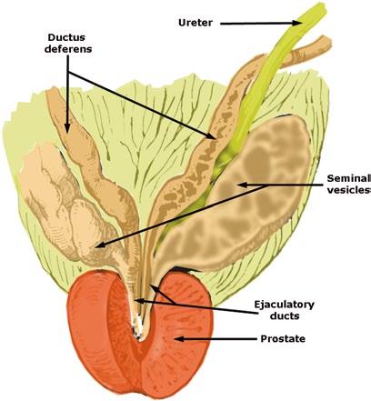 6 L. Jiménez-Reina et al. Funicular portion: From the anterior surface of the body of the epididymis, the ductus deferens continues upwards to the superficial inguinal ring.